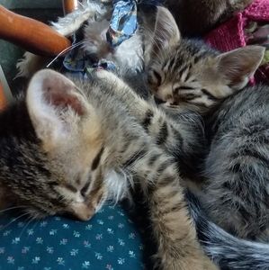 Meet your Posher, Janet